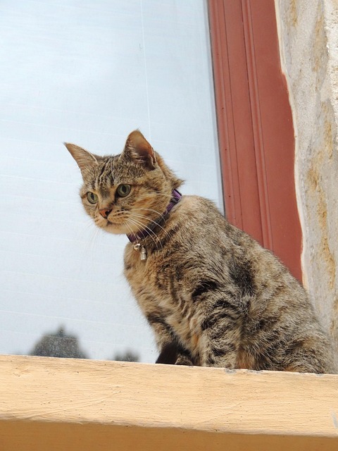 Gato, Animal, Bicho De Estimação
