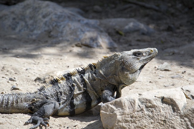 Free Iguana Mexico photo and picture