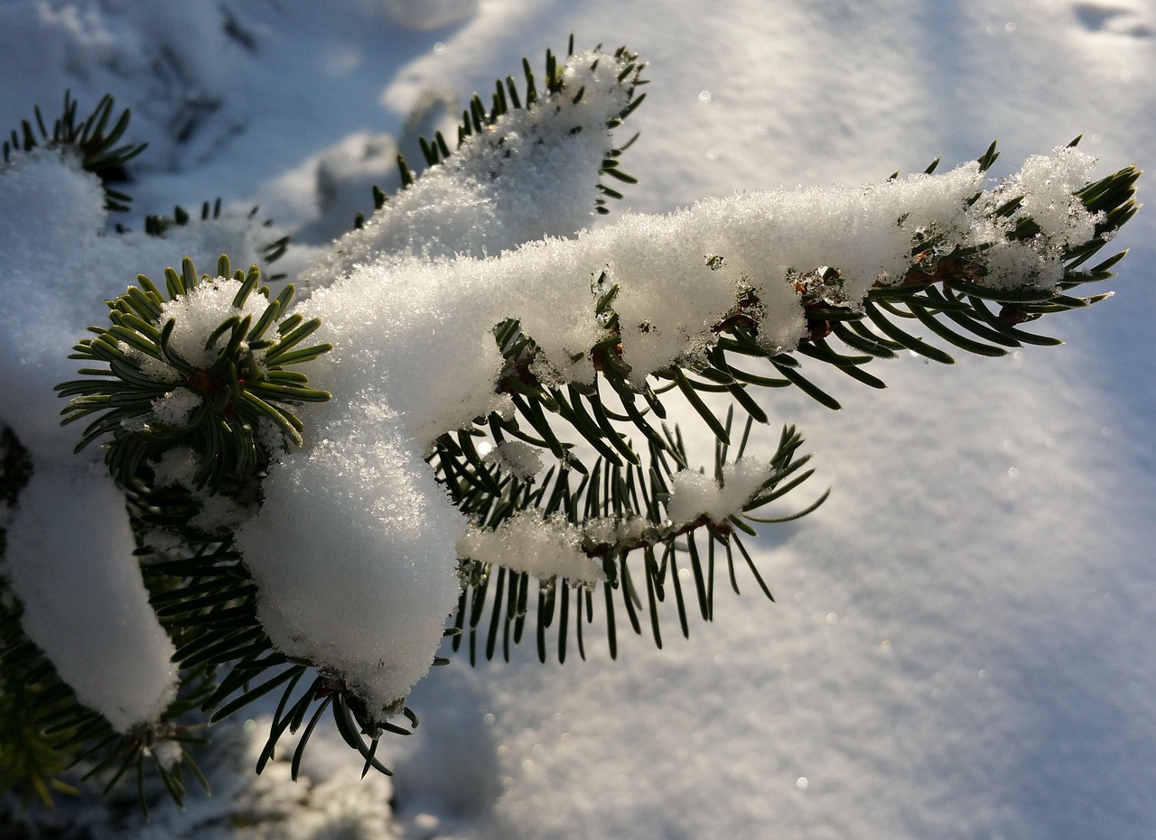 Tannenzweig Verschneit Schnee