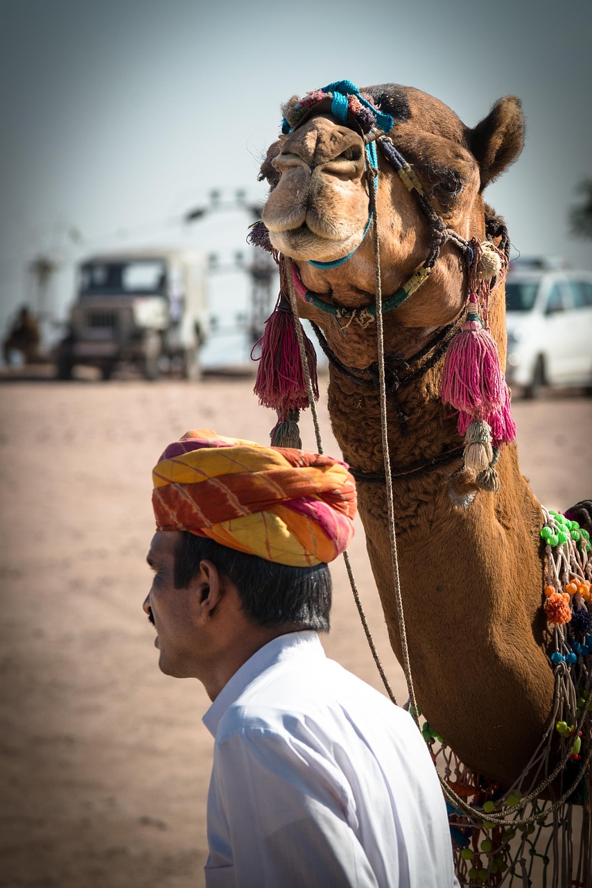 Camel Driverscanner Camels Camel Driver Animal - Free photo on Pixabay
