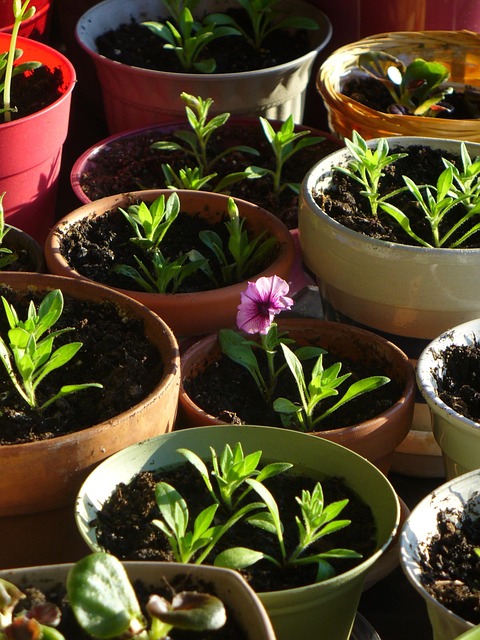 Topf, Sämling, Blume, Gartenarbeit
