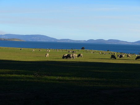 Die Schafe, Feld, Weide, Berg, Bauernhof