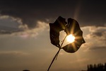 sun, heart, autumn