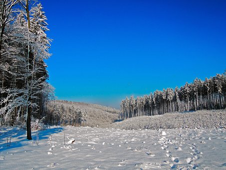 Vinter, Panorama, Snø, Hvit, Blå, Trær