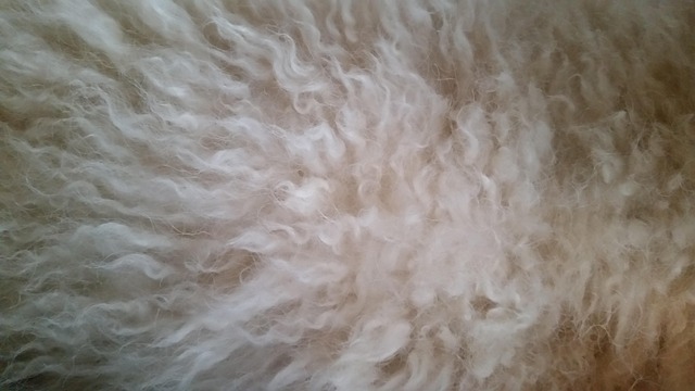 Free Fur Dog photo and picture