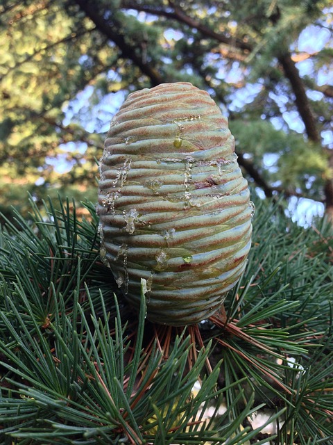 Free Cedar Tap photo and picture
