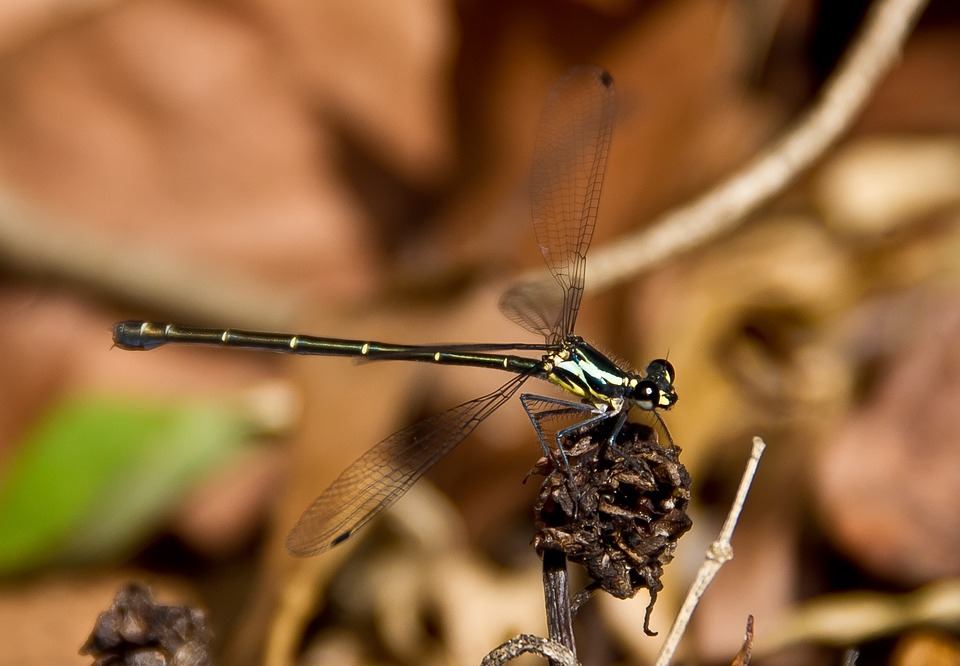 Dragonfly Insect Golden - Free photo on Pixabay