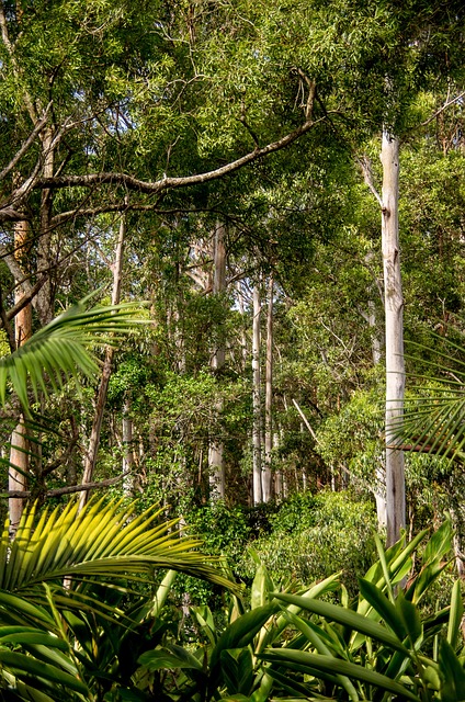 Free Rain Forest Forest photo and picture