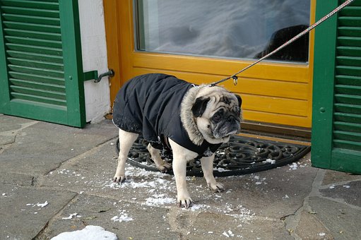 Free Pug Dog photo and picture