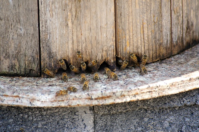 Free Bee Honey photo and picture