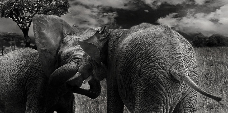 Olifant, Zoogdieren, Wilde, Dieren, Proboscis, Afrika