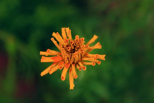 Free Flower Flower Wallpaper photo and picture