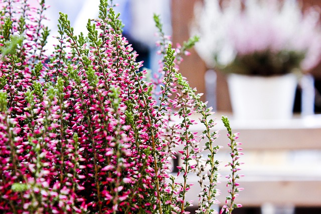 Free Flower Flower Wallpaper photo and picture