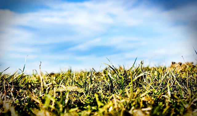 Free Grass Heaven photo and picture