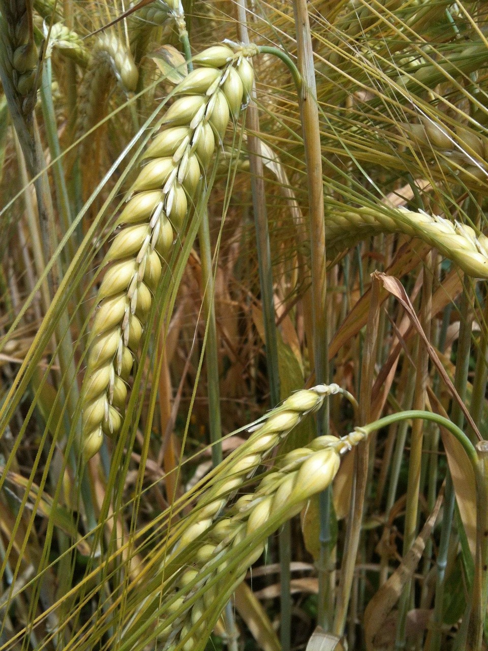 Grano Oído Campo - Foto gratis en Pixabay - Pixabay