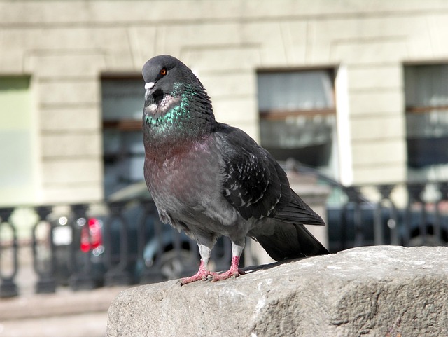 Free Pigeon Gray Dove photo and picture