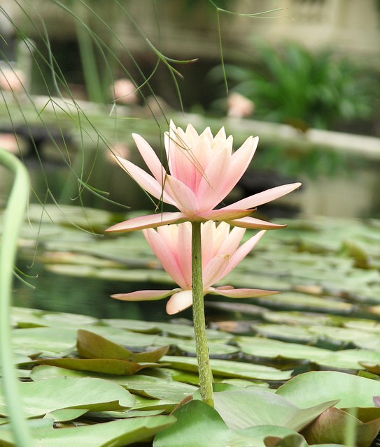 Free Lotus Lotus In Water photo and picture