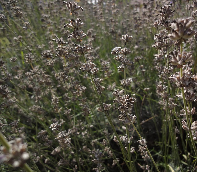 Free Lavender Plant photo and picture