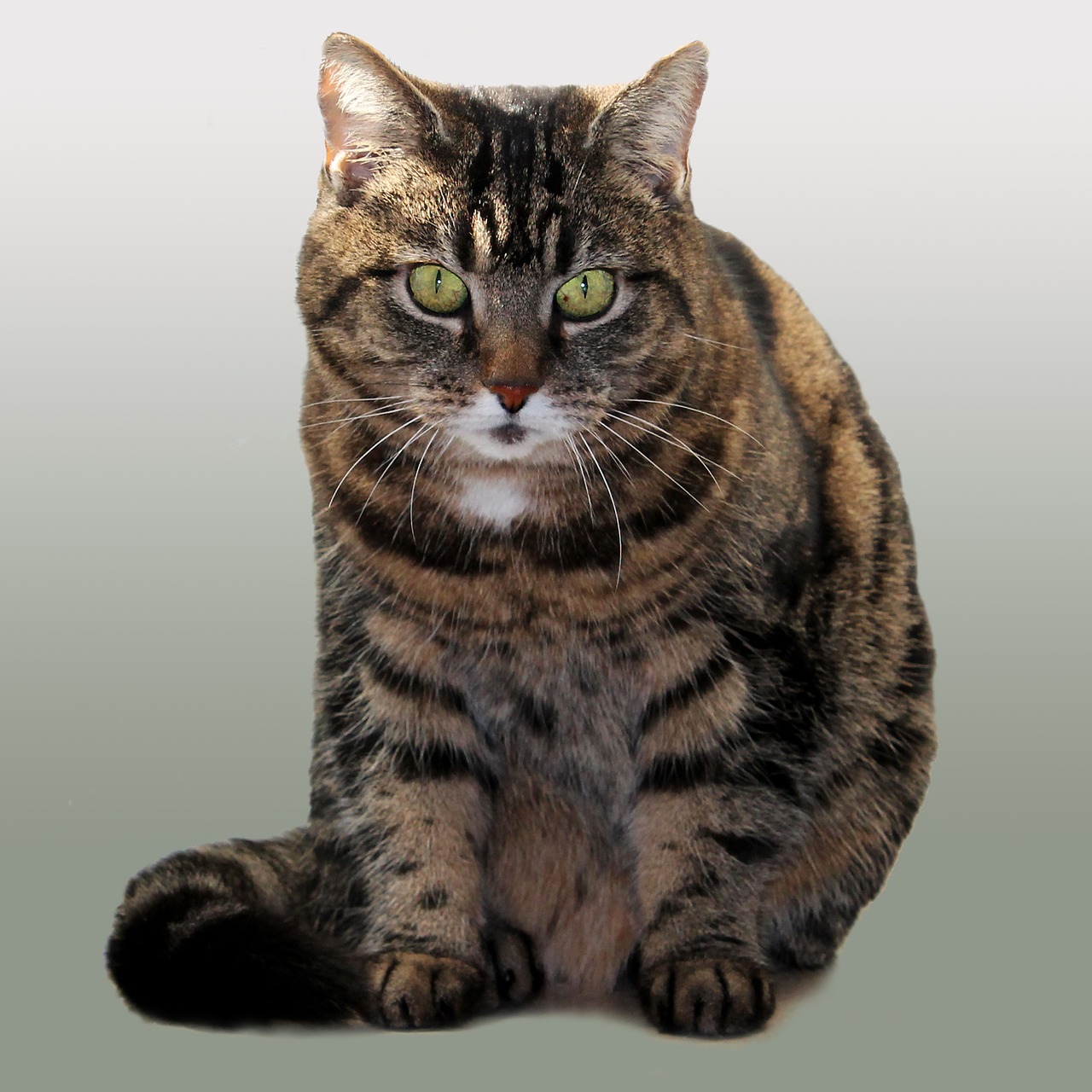 cat-pets-livestock-free-photo-on-pixabay