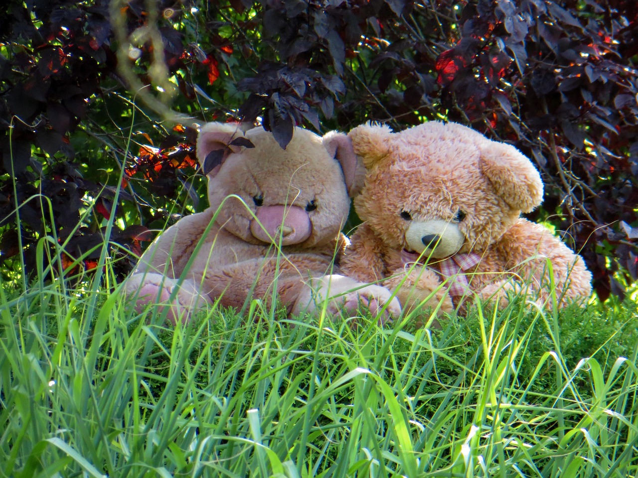 Teddy Bear Plush Toys - Free photo on Pixabay