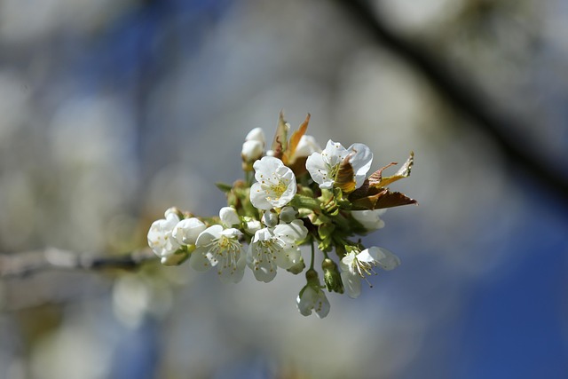 Free Cherry Blossom Spring photo and picture