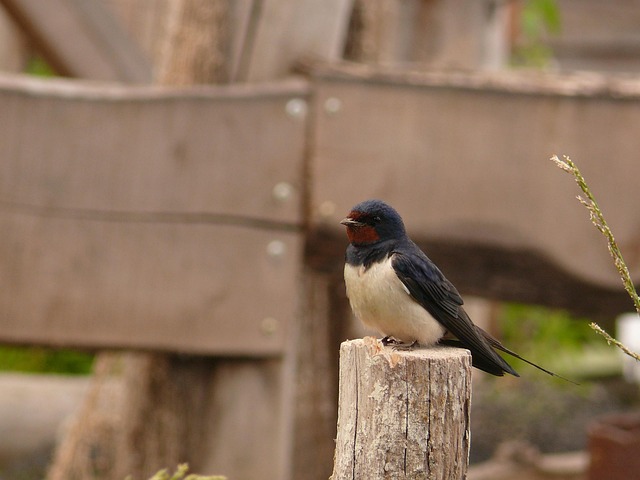 Fugl, Lille Fugl, Natur, Dyr, Klamre