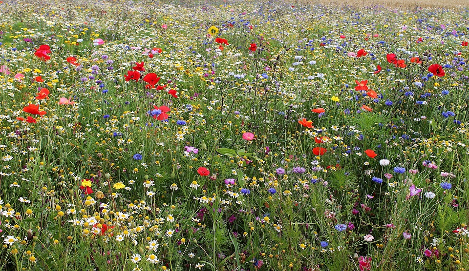 Gratis Billede Vilde Blomster Mark Blomster Gratis Billede P Gratis Billede Vilde Blomster Mark Blomster Gratis Billede P