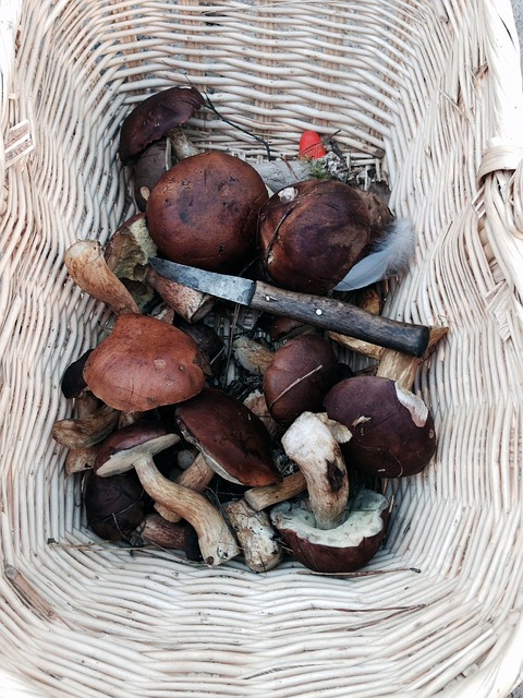 Pilze, Maronen, Herbst, Waldpilze, Korb