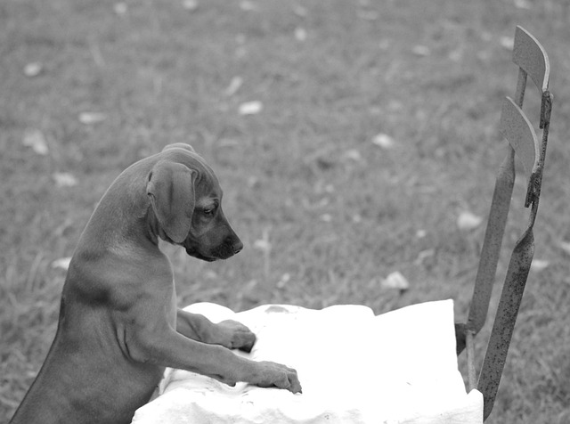 Free Puppy Dog photo and picture