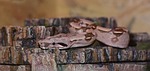 emperor snake, boa, snake