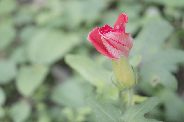Flor, Japonés, Macro