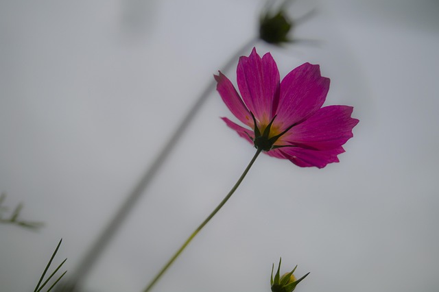 Gesanghua, Macro, Flores