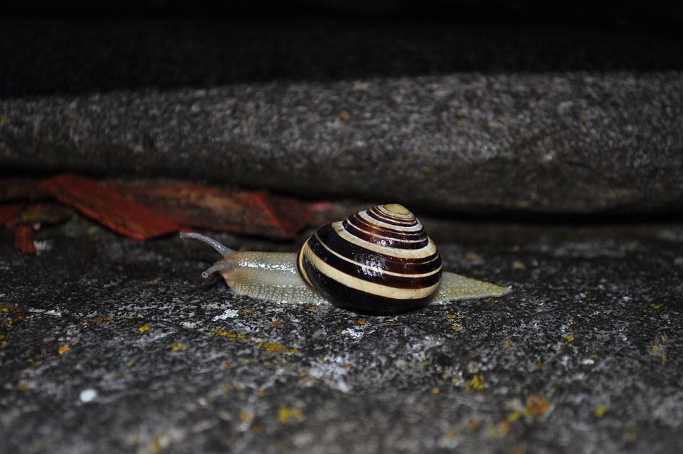 Snail Animal Shell · Free photo on Pixabay