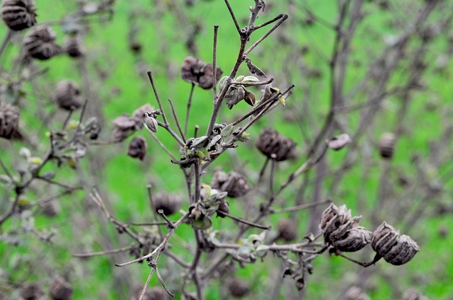 Free Earth Wild Plant photo and picture