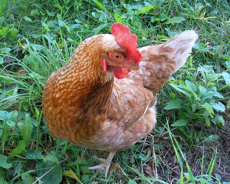 Free photo Chicken, Hen, Bird, Poultry, Farm Free Image on Pixabay
