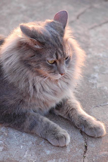 Free Cat Feline photo and picture