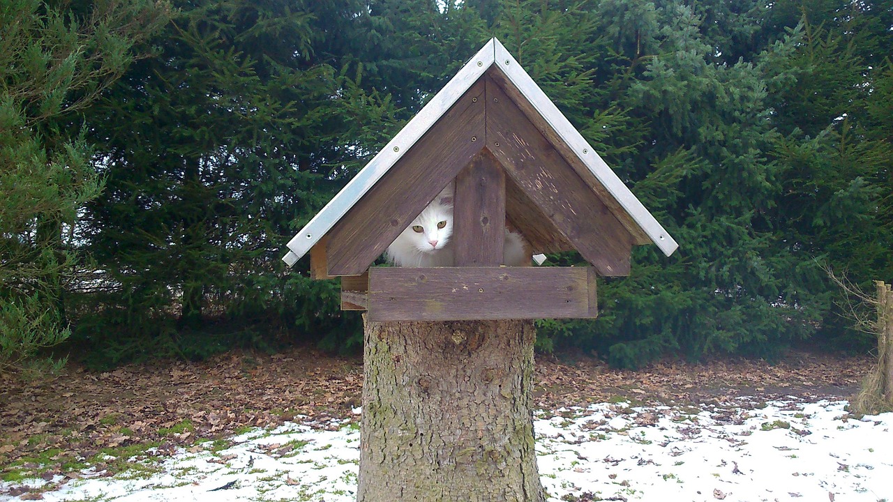Cat Bird House - Free photo on Pixabay - Pixabay