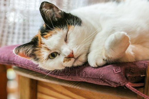 Free Domestic Animal Cats photo and picture