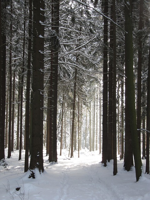 Free Winter Forest photo and picture