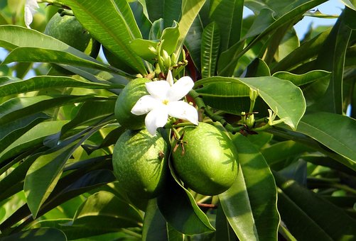 Flower, White, Sea Mango, Fruit