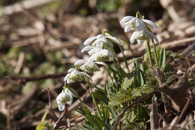 Vintergækker, Smukke Blomster, Blomst