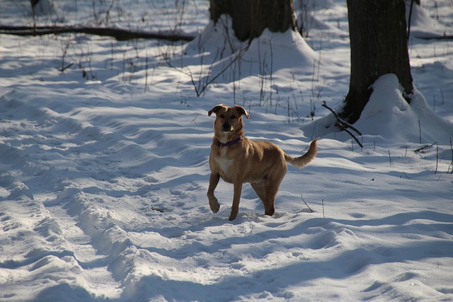 Free Dog Animal photo and picture