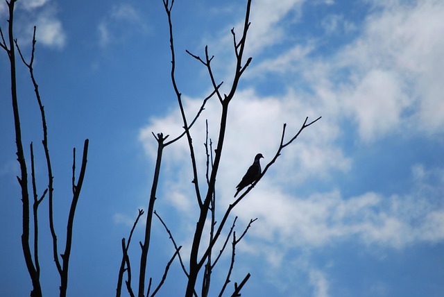 Porumbelul, Silueta, Vedere, Singuratic
