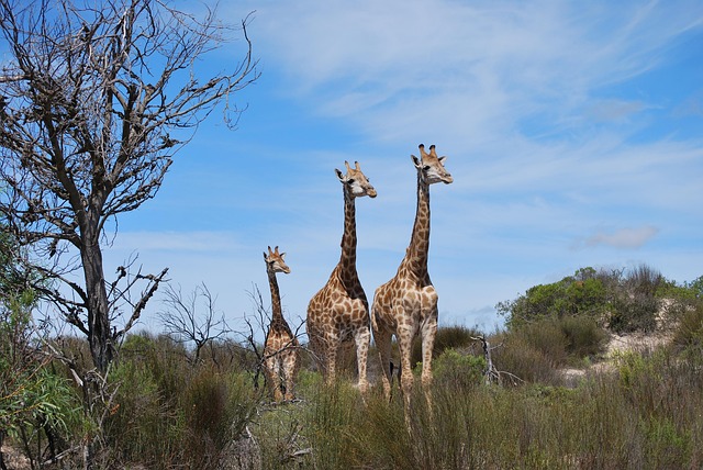 Girafă, Bebeluș Girafă, Familie