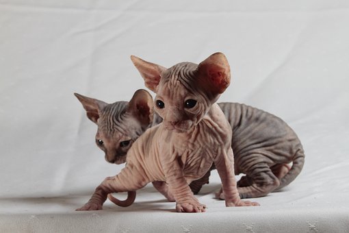 Gatos, Esfinge, Gatinhos