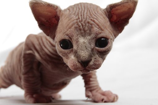 Gato, Gatinho, Animal De Estimação