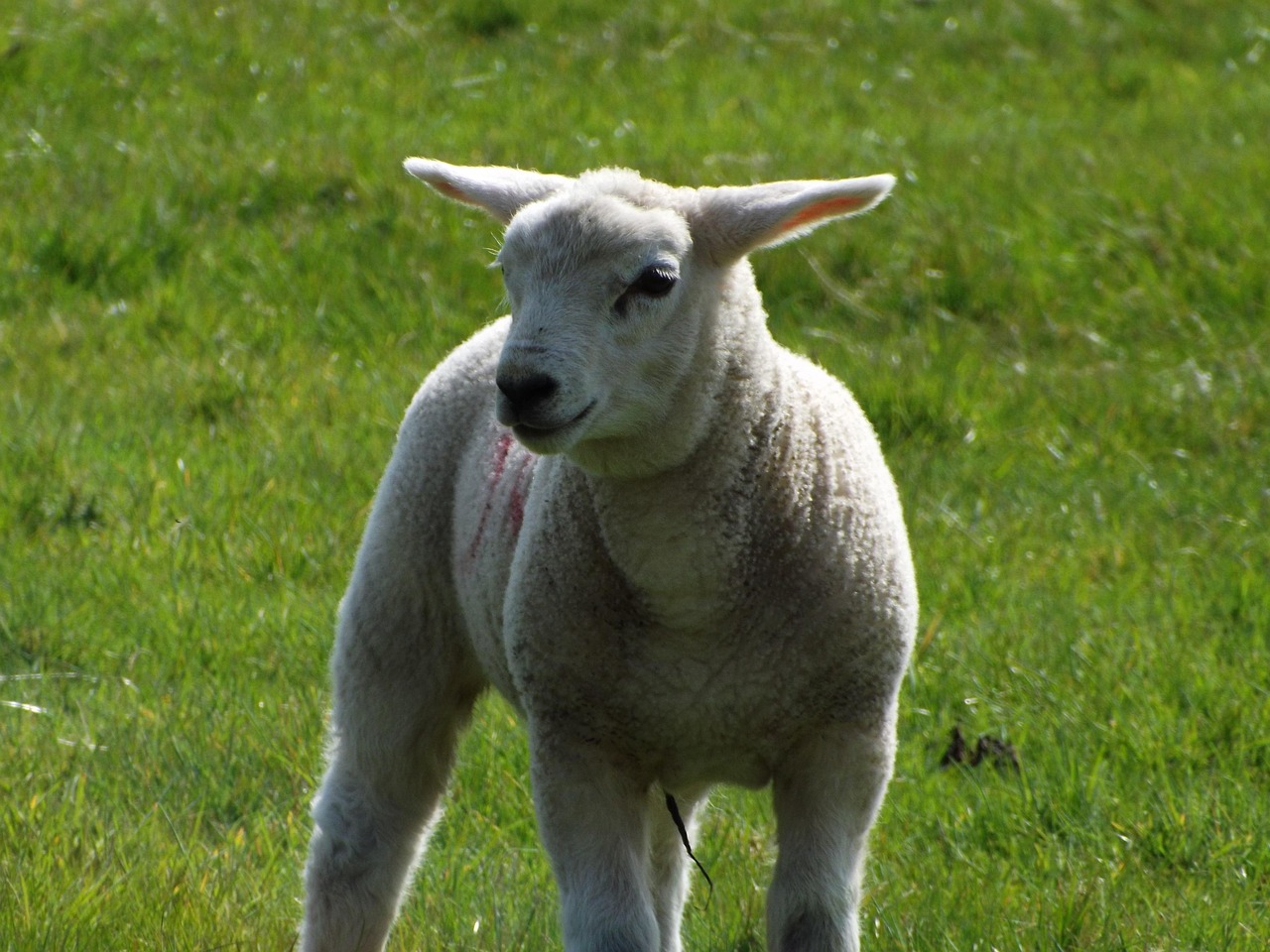 Agneau Le Mouton Cultiver - Photo gratuite sur Pixabay - Pixabay