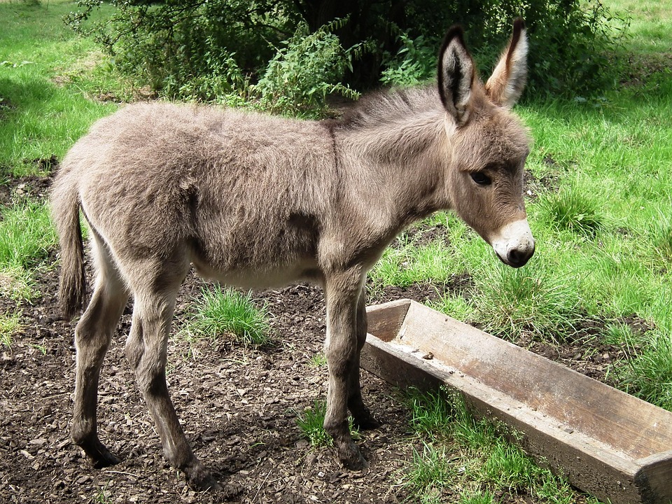 Donkey Young Animal Meadow Free Photo On Pixabay Donkey Young Animal Meadow Free Photo On Pixabay
