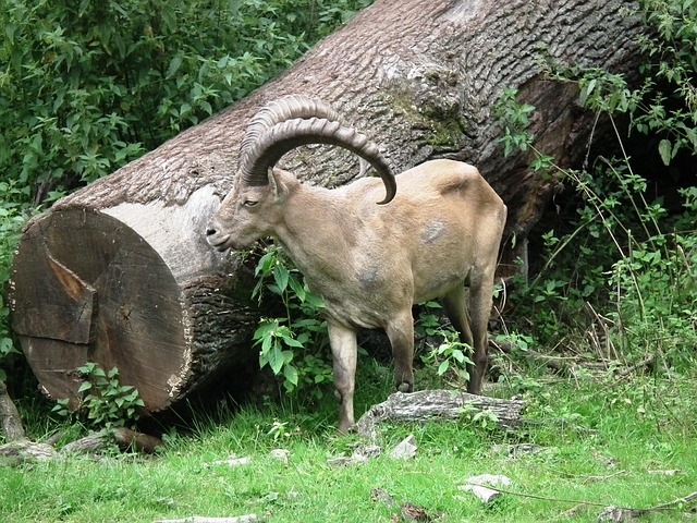 Steinbock H rner Fell Kostenloses Foto Auf Pixabay steinbock-h-rner-fell-kostenloses-foto-auf-pixabay