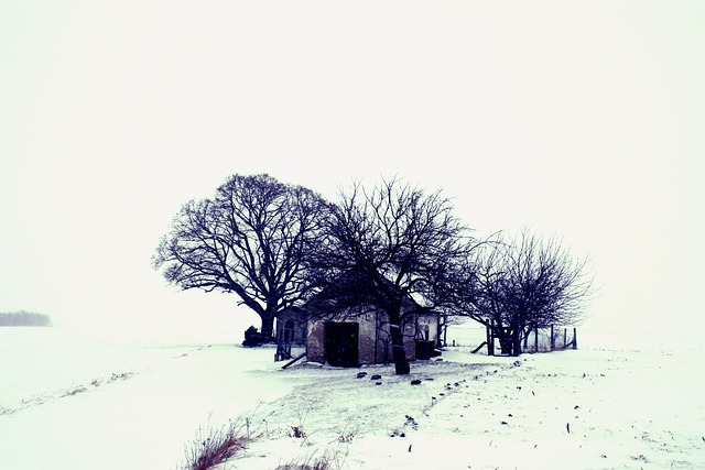 Free Winter Landscape photo and picture